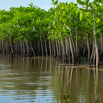 Mangrove Restoration with Bioengineering**

"A vibrant mangrove ecosystem under restoration. Use of natural bioengineering techniques visible: logs and coconut fibers stabilizing the soil around young mangrove seedlings. Lush green foliage in the background. Shallow water reflecting the sky. Perfect anatomy, correct proportions, natural pose, safe for work, appropriate content, fully clothed, professional photography, high quality."

**