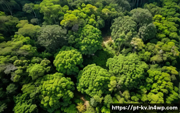 서식지 회복 프로젝트의 성과를 위한 피드백 체계 구축 - A detailed aerial view of a lush Atlantic Forest restoration site in southeastern Brazil, captured b...